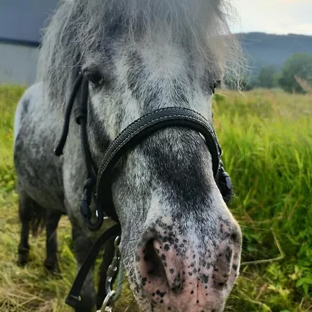 Pod Szczyrkiem Z Ogrodem Na Wylacznosc W Cenie Goraca Bania 슈차이르크