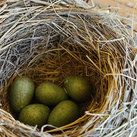 Dağ evi Pod Szczyrkiem Z Ogrodem Na Wylacznosc Basen Goraca Bania *