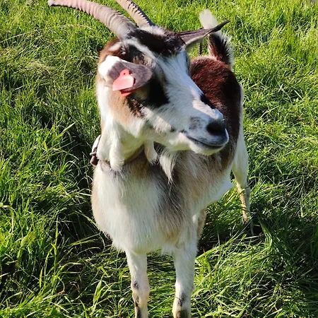 Pod Szczyrkiem Z Ogrodem Na Wylacznosc W Cenie Goraca Bania 샬레 슈차이르크