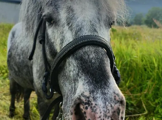 Pod Szczyrkiem Z Ogrodem Na Wylacznosc W Cenie Goraca Bania Szczyrk