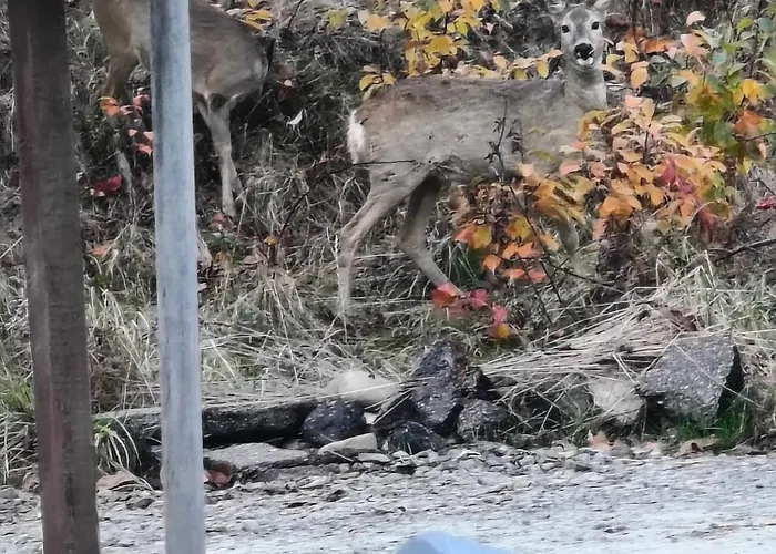 Chalet Pod Szczyrkiem Z Ogrodem Na Wylacznosc W Cenie Goraca Bania Szczyrk