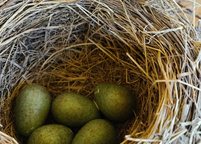 Horská chata Pod Szczyrkiem Z Ogrodem Na Wylacznosc W Cenie Goraca Bania *