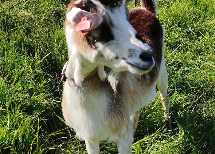 Pod Szczyrkiem Z Ogrodem Na Wylacznosc W Cenie Goraca Bania Horská chata Szczyrk